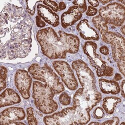 LIN7C Antibody, Novus Biologicals 0.1mL; Unlabeled:Antibodies, Polyclonal