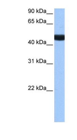 LIN9 Antibody, Novus Biologicals:Antibodies:Primary Antibodies