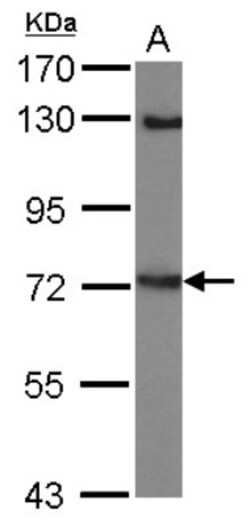 LINGO-1 Antibody, Novus Biologicals 0.1mL; Unlabeled:Antibodies, Polyclonal