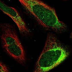 LINS1 Antibody, Novus Biologicals 0.1mL; Unlabeled:Antibodies, Polyclonal
