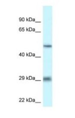 LIPH Antibody, Novus Biologicals 100&mu;L; Unlabeled:Antibodies, Polyclonal
