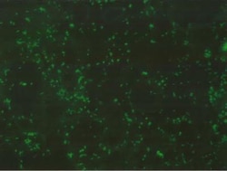 Lipid A LPS Antibody - BSA Free, Novus Biologicals 0.5 mL; Unconjugated:Antibodies,