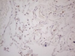 Lipin 1 Antibody (OTI5B5), Novus Biologicals 0.1mL; Unlabeled:Antibodies,