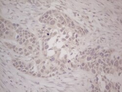 Lipin 1 Antibody (OTI5B5), Novus Biologicals 0.1mL; Unlabeled:Antibodies,