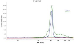 Lipolysis Stimulated Lipoprotein Receptor Antibody, Novus Biologicals:Antibodies:Primary