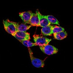 Lipoprotein a Antibody (4H1) - BSA Free, Novus Biologicals:Antibodies:Primary