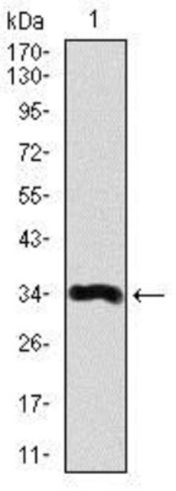 Lipoprotein a Antibody (4H1) - BSA Free, Novus Biologicals:Antibodies:Primary