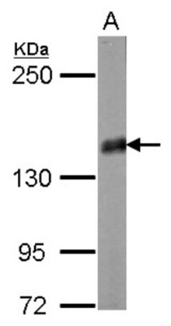 Liprin alpha 2 Antibody, Novus Biologicals 0.1mL; Unlabeled:Antibodies,