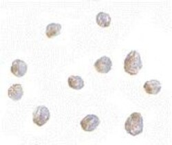 LIS1 Antibody - BSA Free, Novus Biologicals 0.1mg; Unlabeled:Antibodies,