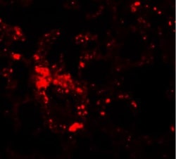 LIV-1/Zip6 Antibody - BSA Free, Novus Biologicals 0.025 mg, Unconjugated:Antibodies,