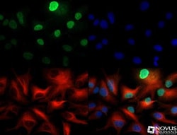 LKB1/STK11 Antibody - BSA Free, Novus Biologicals 0.1mL; Unlabeled:Antibodies,