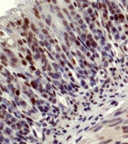 LKB1/STK11 Antibody - BSA Free, Novus Biologicals 0.1mL; Unlabeled:Antibodies,