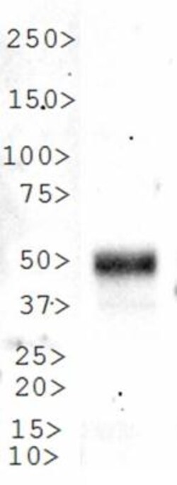 LKB1/STK11 Antibody - BSA Free, Novus Biologicals 0.1mL; Unlabeled:Antibodies,