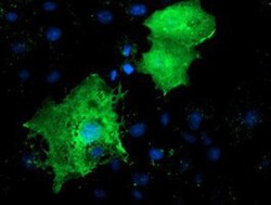 LMCD1 Antibody (OTI1H5), Novus Biologicals 0.1mL; Unlabeled:Antibodies,