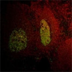 LMO2 Antibody (1A9-3B11) - BSA Free, Novus Biologicals 0.1mL; Unlabeled:Antibodies,