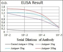 LMO2 Antibody (4D8) - BSA Free, Novus Biologicals:Antibodies:Primary Antibodies