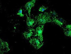 LMP2/PSMB9 Antibody (OTI1D1), Novus Biologicals 0.1mL; Unlabeled:Antibodies,