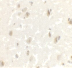LMX1A Antibody - BSA Free, Novus Biologicals 0.025 mg, Unlabeled:Antibodies,