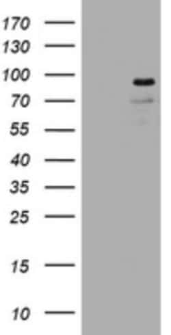 Lnx1 Antibody (OTI1H9), Novus Biologicals 0.1mL; Unlabeled:Antibodies,