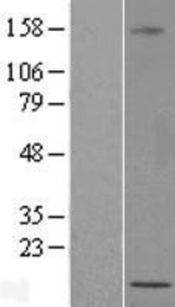 Novus Biologicals&trade;&nbsp;LOC389458 Overexpression Lysate