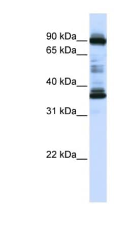 LOC645015 Antibody, Novus Biologicals:Antibodies:Primary Antibodies