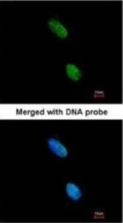 KIR3DL2/CD158k Antibody, Novus Biologicals 0.1 mL | Buy Online | Novus Biologicals | Fisher Scientific