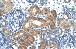 LONRF1 Antibody, Novus Biologicals 100μL; Unlabeled:Antibodies, Polyclonal