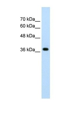 LONRF1 Antibody, Novus Biologicals 100μL; Unlabeled:Antibodies, Polyclonal