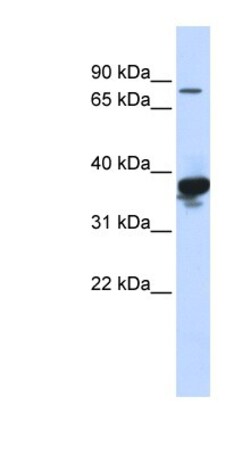 LONRF2 Antibody, Novus Biologicals:Antibodies:Primary Antibodies
