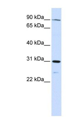 LONRF3 Antibody, Novus Biologicals:Antibodies:Primary Antibodies
