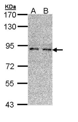 LONRF3 Antibody, Novus Biologicals 0.1 mL | Buy Online | Novus Biologicals | Fisher Scientific