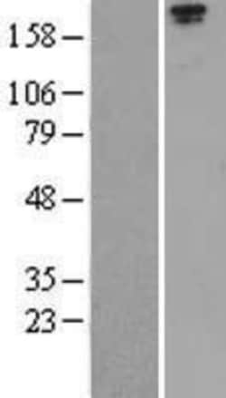 Novus Biologicals™ LRP-1 Overexpression Lysate