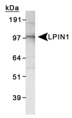 Lipin 1 Antibody - BSA Free, Novus Biologicals:Antibodies:Primary Antibodies