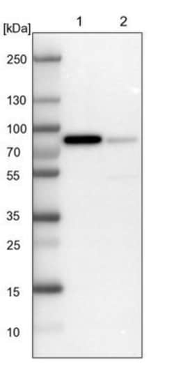 LPP Antibody, Novus Biologicals 0.1mL; Unlabeled:Antibodies, Polyclonal