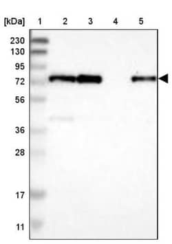 LPP Antibody, Novus Biologicals:Antibodies:Primary Antibodies