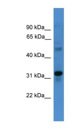 LR8 Antibody, Novus Biologicals:Antibodies:Primary Antibodies