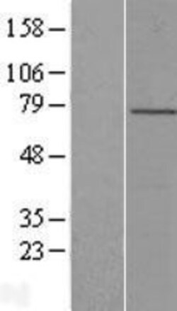 Novus Biologicals&trade;&nbsp;LRCH4 Overexpression Lysate