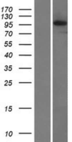 Novus Biologicals&trade;&nbsp;PIDD Overexpression Lysate
