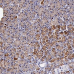 LRFN5 Antibody, Novus Biologicals:Antibodies:Primary Antibodies