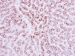 LRG1 Antibody, Novus Biologicals 0.1mL; Unlabeled:Antibodies, Polyclonal