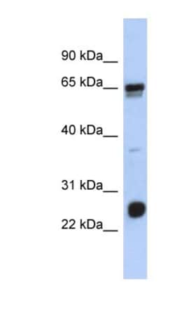 LRIF1 Antibody, Novus Biologicals:Antibodies:Primary Antibodies