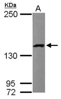 LRPPRC Antibody, Novus Biologicals 100 &mu;L | Buy Online | Novus Biologicals | Fisher Scientific