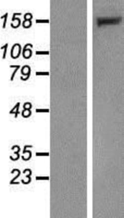 Novus Biologicals&trade;&nbsp;LRPPRC Overexpression Lysate