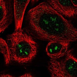 LRRC14B Antibody, Novus Biologicals 0.1 mL | Buy Online | Novus Biologicals | Fisher Scientific