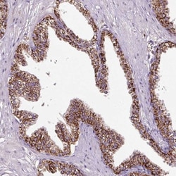 LRRC24 Antibody, Novus Biologicals:Antibodies:Primary Antibodies