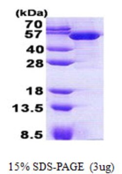 Novus Biologicals&trade;&nbsp;Recombinant Human LRRC35 His Protein