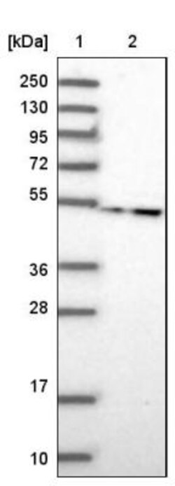 LRRC35 Antibody, Novus Biologicals 0.1mL; Unlabeled:Antibodies, Polyclonal
