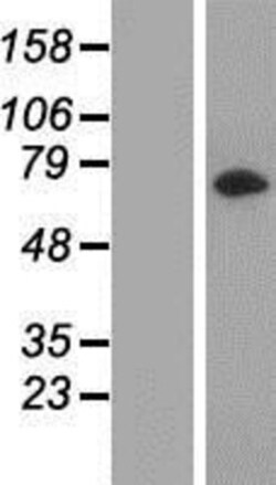 Novus Biologicals&trade;&nbsp;LRRC45 Overexpression Lysate