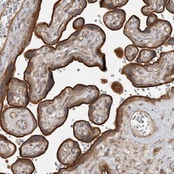 LRRC45 Antibody, Novus Biologicals:Antibodies:Primary Antibodies