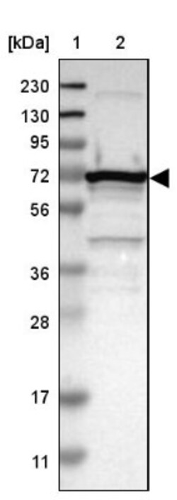 LRRC47 Antibody, Novus Biologicals:Antibodies:Primary Antibodies